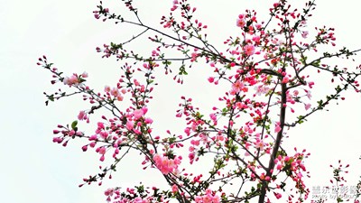 春暖花又開的季節(jié)