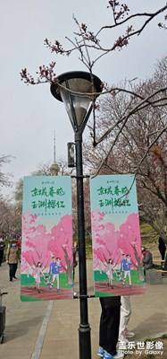 京城春曉 玉淵櫻紅