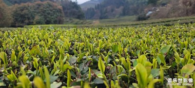 茶園春光