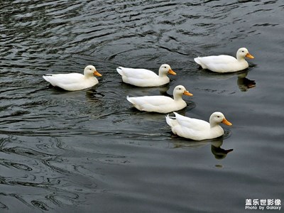 【生活的色彩】+天津大學(xué)的小動(dòng)物們