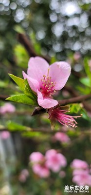 隨手拍桃花