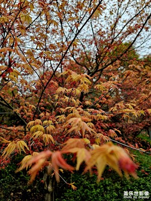 春機(jī)?西溪天堂