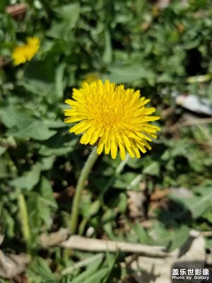 【生活的色彩】生活中的小花