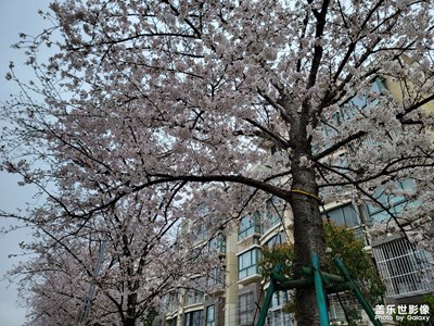 【生活的色彩】+櫻花粉