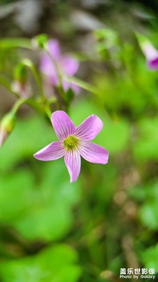 鏡頭里的小世界