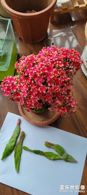 開的正艷的小花