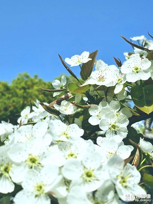梨花