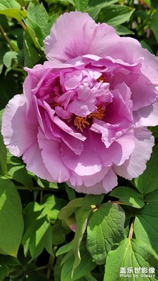 唯有牡丹真國(guó)色