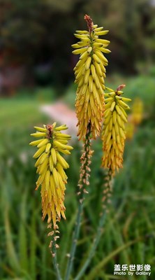 花卉隨拍（11）