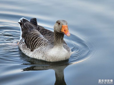 太原動物園小鴨子