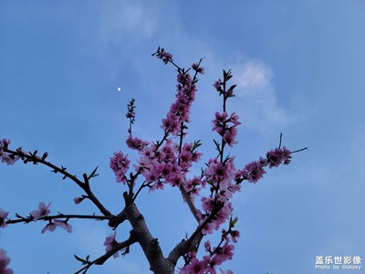 【美好時光】十里桃花十里風