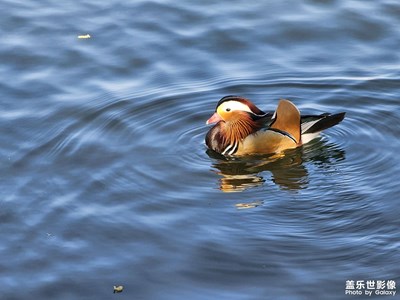 三月底北京玉淵潭賞櫻花