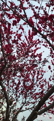 又去看風(fēng)景了