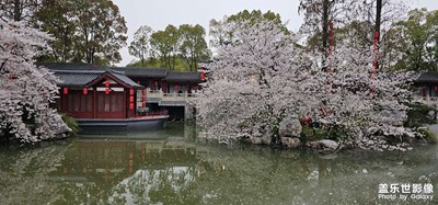 【美好時光】+遇見賞櫻花