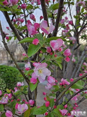 風(fēng)和日麗，賞春花爛漫。