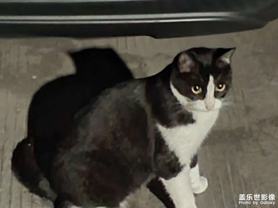 【美麗夜景】夜晚的貓貓