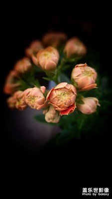 【美好時光】+長壽花開