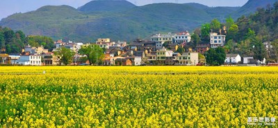 【心途·嶺南花事】