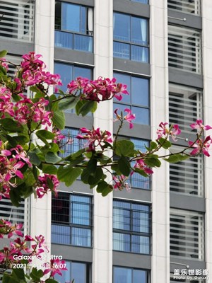 春風(fēng)作伴秀城墻