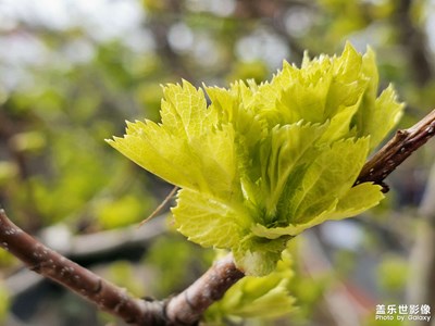清明節(jié)踏青隨拍