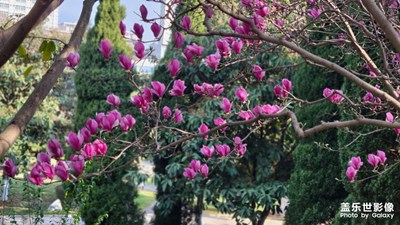 【拍有趣味】+玉蘭