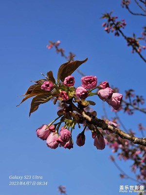 櫻花爛漫，不負春光