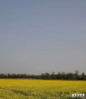 油菜花