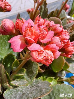 長壽花開