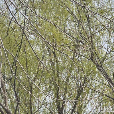 【拍有趣味】春天