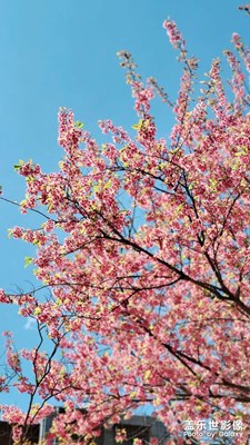 【拍有趣味】+花開(kāi)的季節(jié)