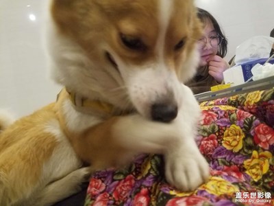 【拍有趣味】 擼狗子