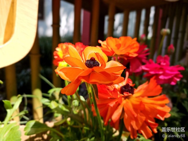 已開獎【Note版四月第三周】Note手機里的春天