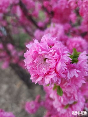 【拍有趣味】榆葉梅