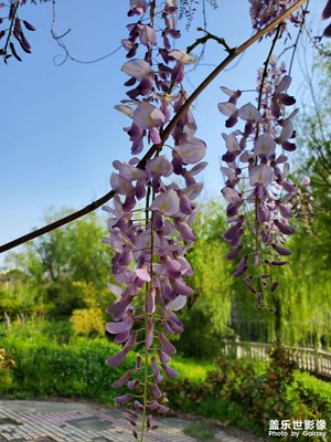 【四月物語】紫藤花初開