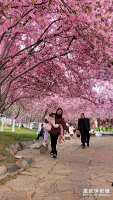 花開(kāi)的季節(jié)