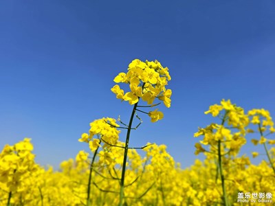 【四月物語】+油菜花