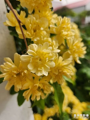 【四月物語(yǔ)】+春色隨拍