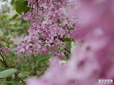 【四月物語(yǔ)】五瓣丁香