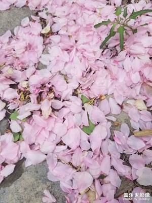 【四月物語(yǔ)】化作春泥更護(hù)花