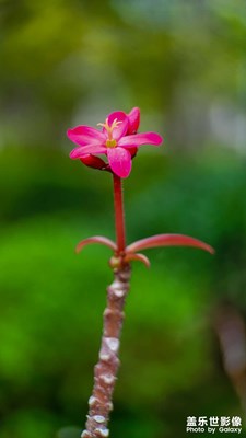 一組微距【LR調(diào)色】