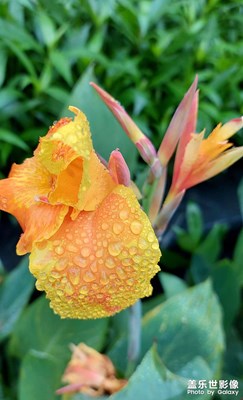 【四月物語(yǔ)】雨后美人蕉