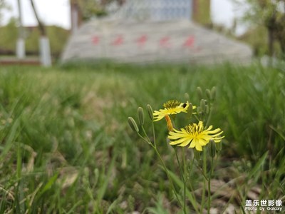 【四月物語(yǔ)】花之物語(yǔ)