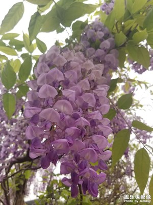 【四月物語(yǔ)】紫藤花開