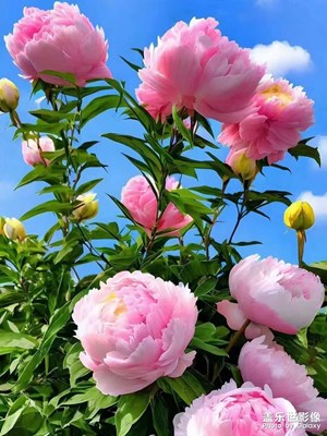 美麗的牡丹花