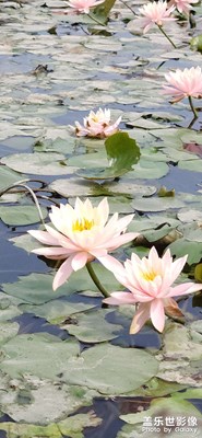 第一次嘗試拍攝睡蓮