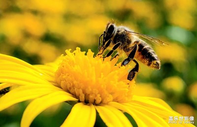 【四月物語(yǔ)】+黃花