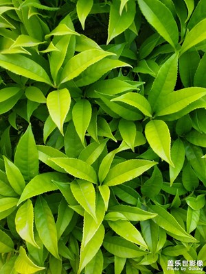 【四月物語】綠色