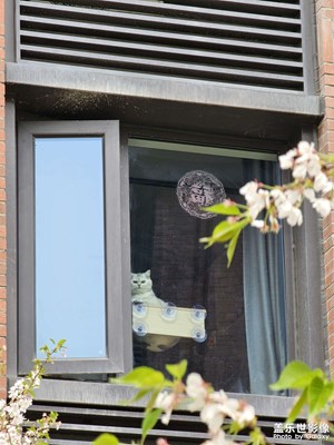 【四月物語】+ 可愛的小貓咪??