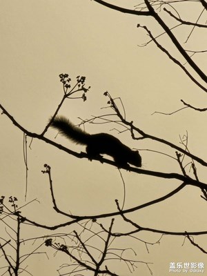 隨拍保俶塔小動(dòng)物入鏡