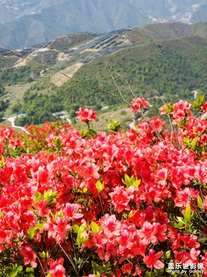 【四月物語】+杜鵑